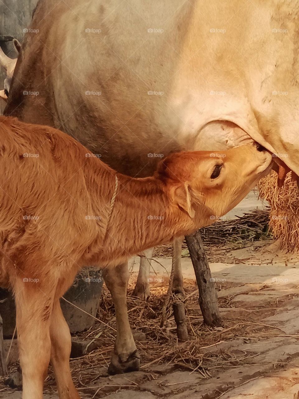Baby calf drinking milk