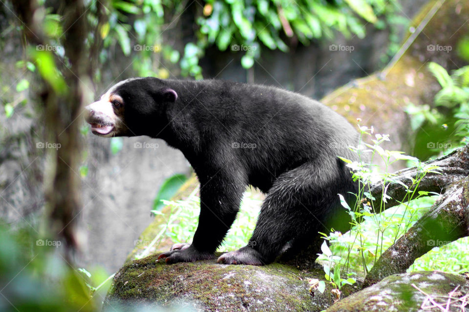 Bear black