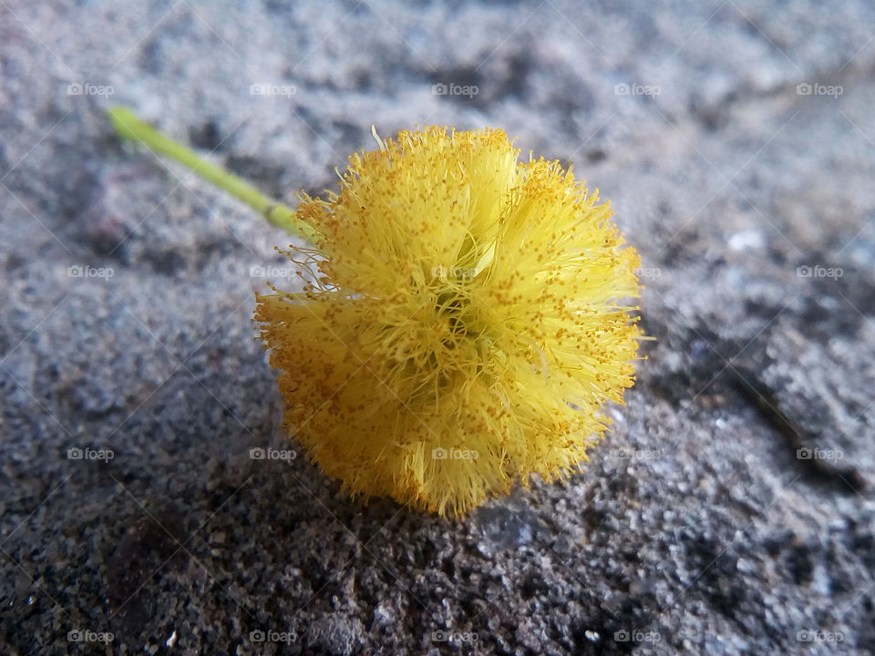 golden yellow flower bead