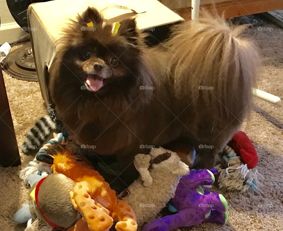 Cute Pomeranian and her toys