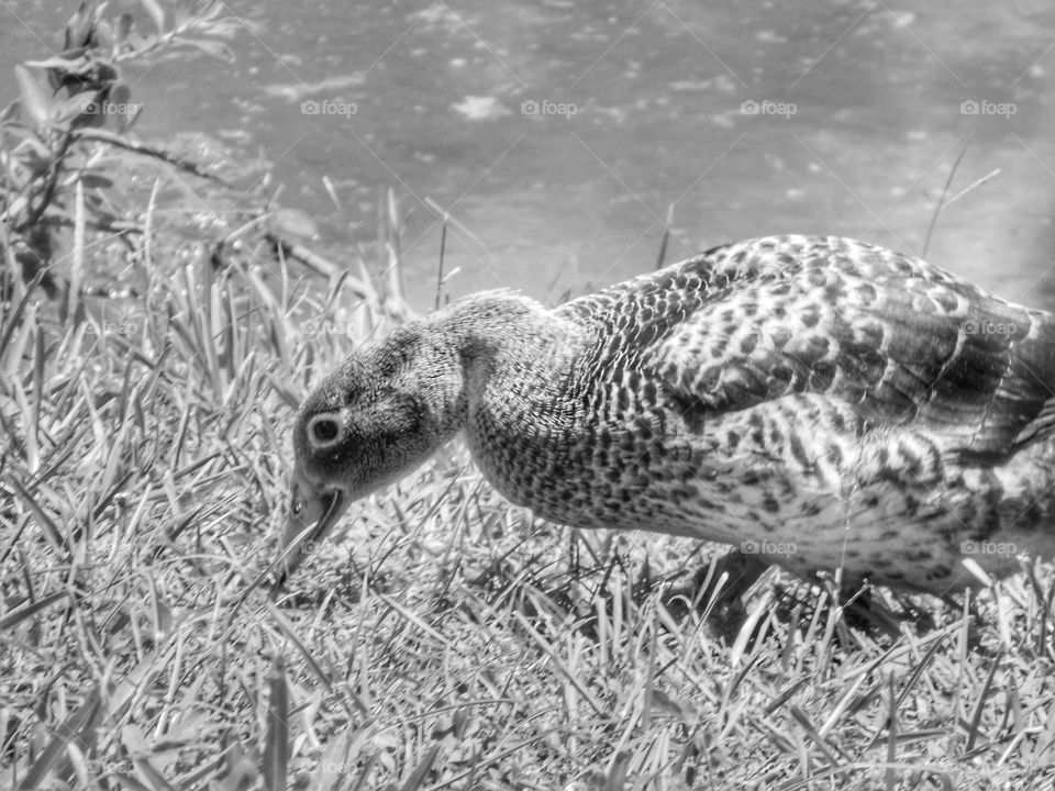 A duck is foraging in the grass near the water for food at Lake Lily Park in Maitland, Florida.