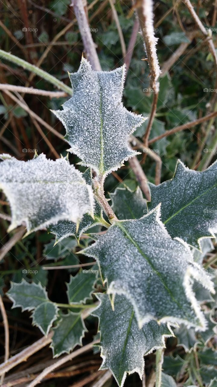 Frost