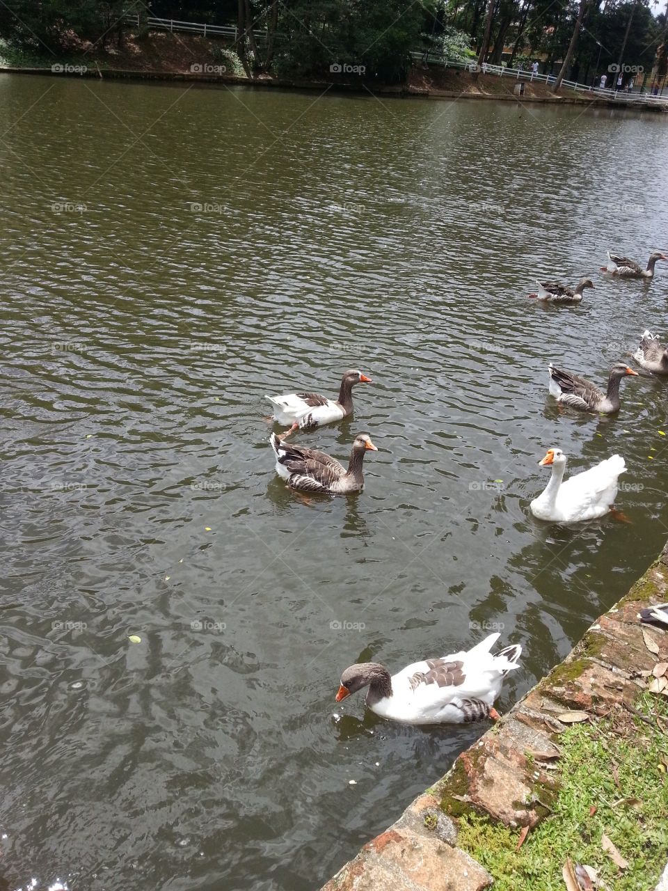 Bird, Duck, Water, Lake, Goose