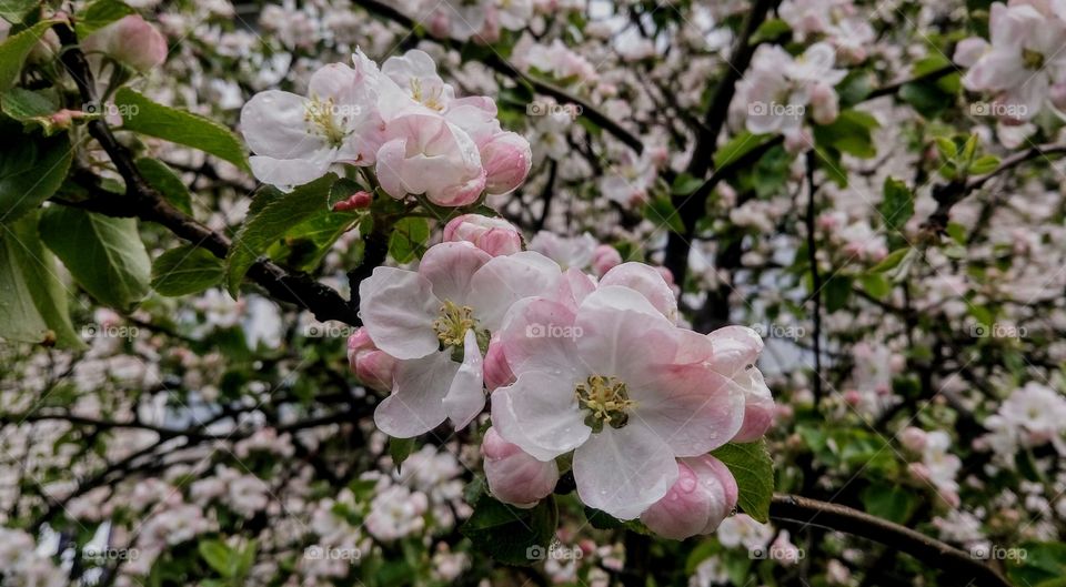 Apple blossom