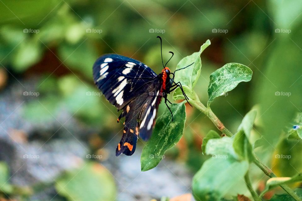 Butterfly  - natural beauty