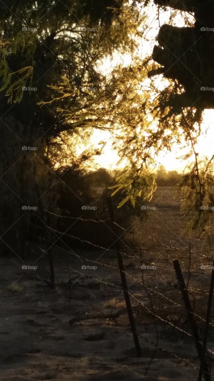 Hugging The Sun. backyard