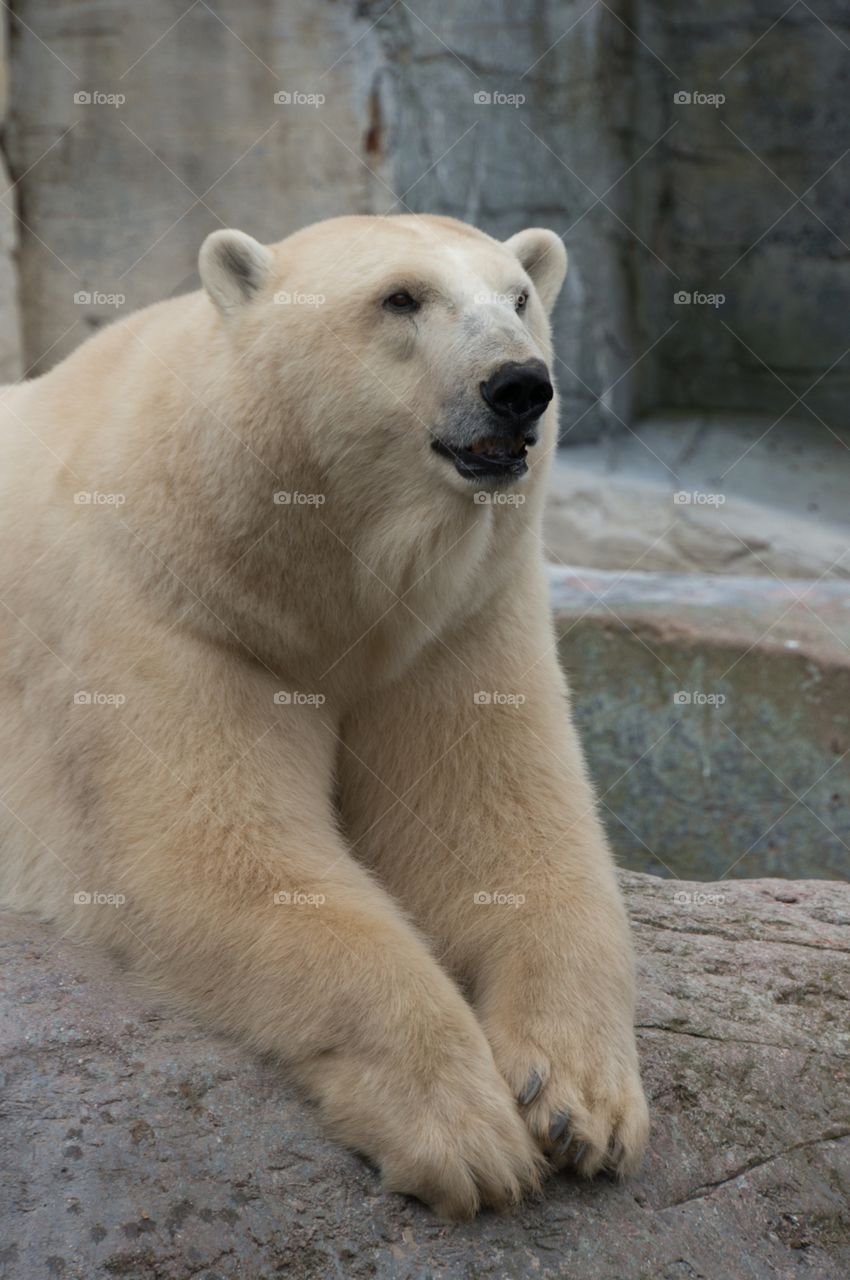 Polar bear 