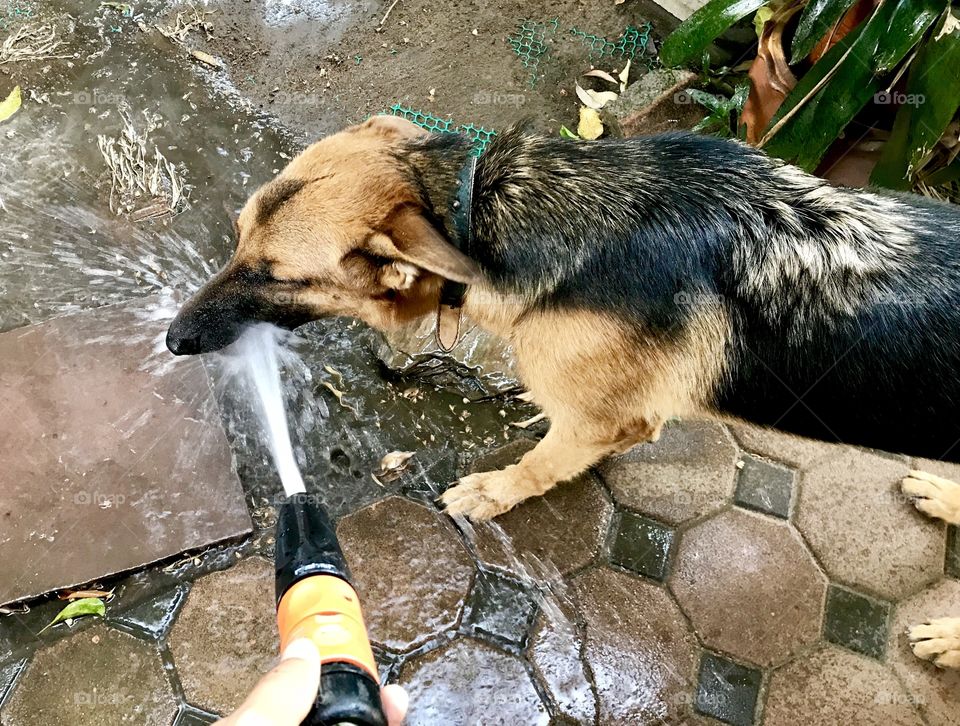 Summer time is super hot in Thailand, that’s why my dog prefer to drink water like this!