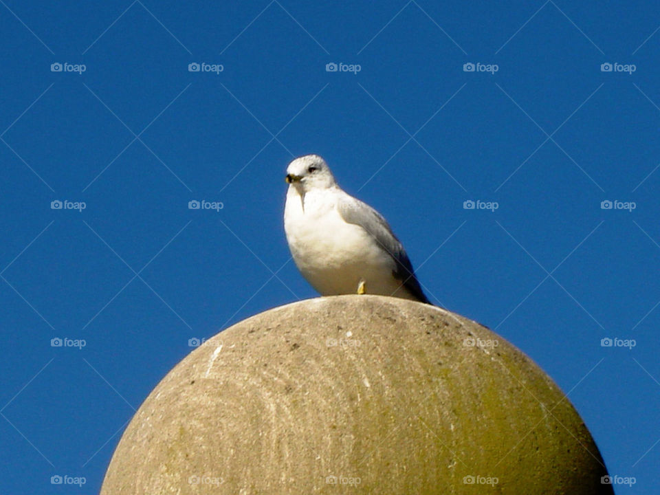 sky bird some by refocusphoto