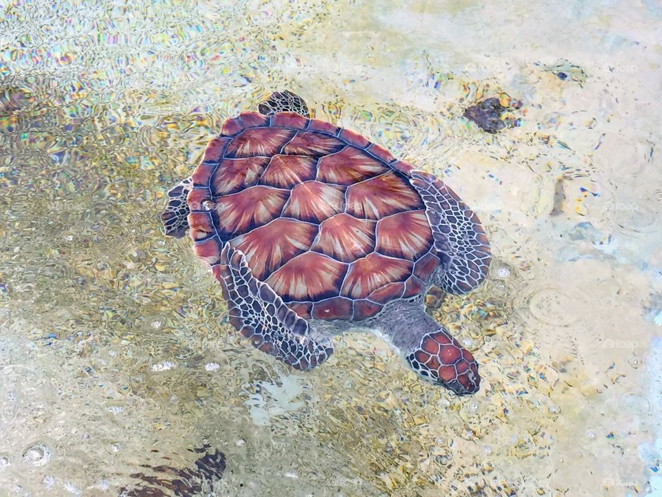 Sea turtle swimming in the clear transparent water in Grand Cayman Turtle Centre 