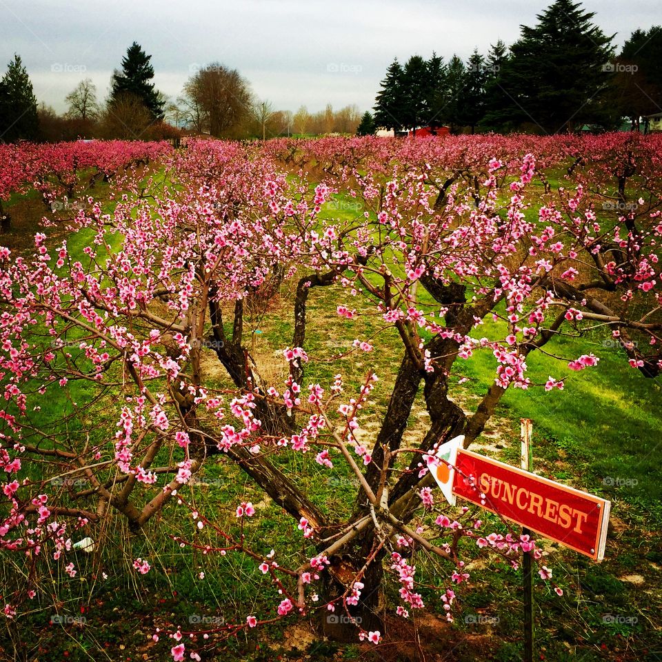 peach blossoms. Pink blossoms from a peach orchard on Sauvie Island north of Portland, Oregon.