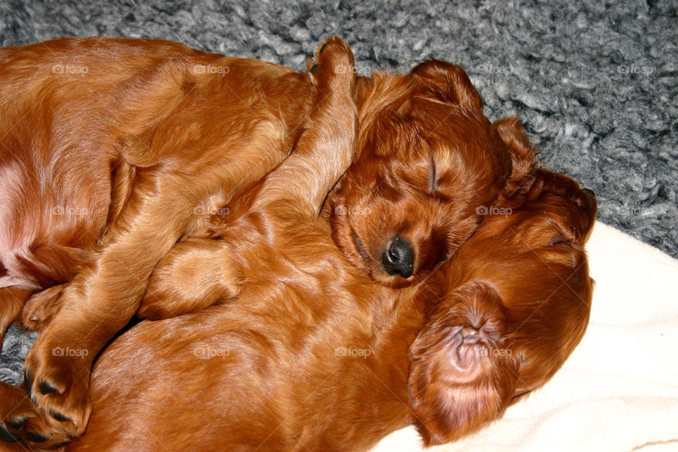 IRISH SETTER HUG
