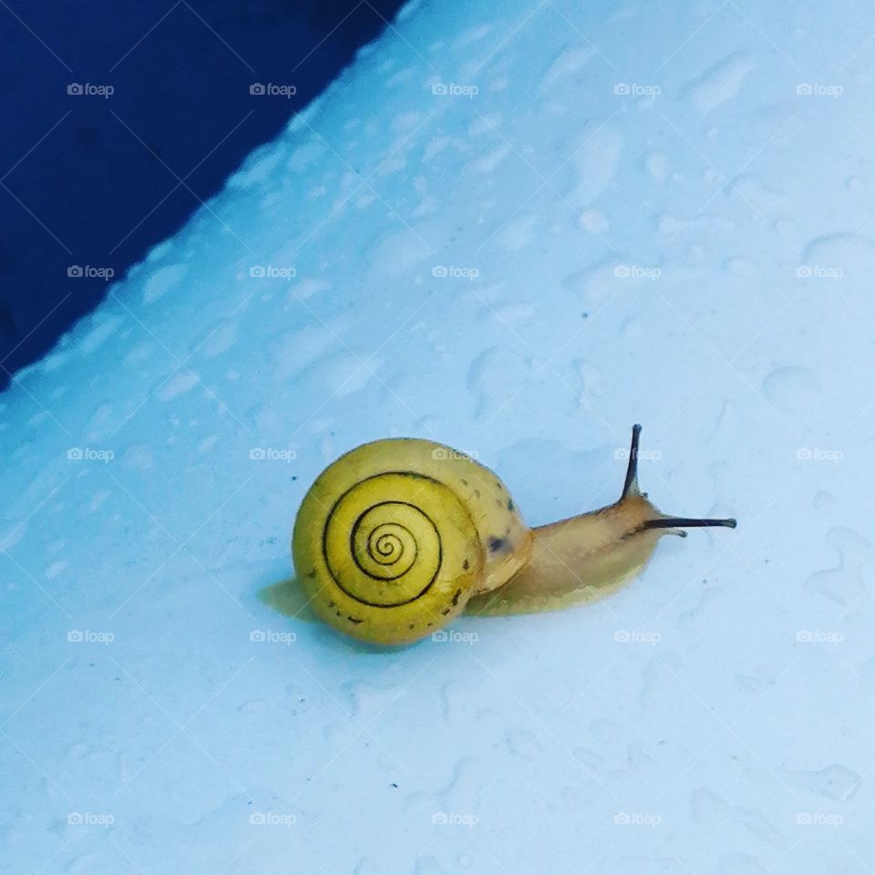 Snail