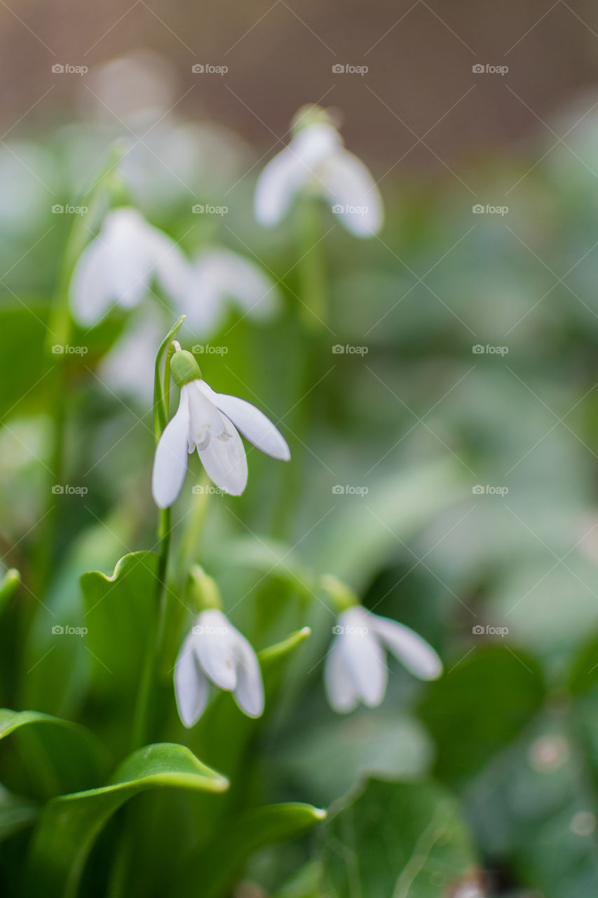 First snowdrops