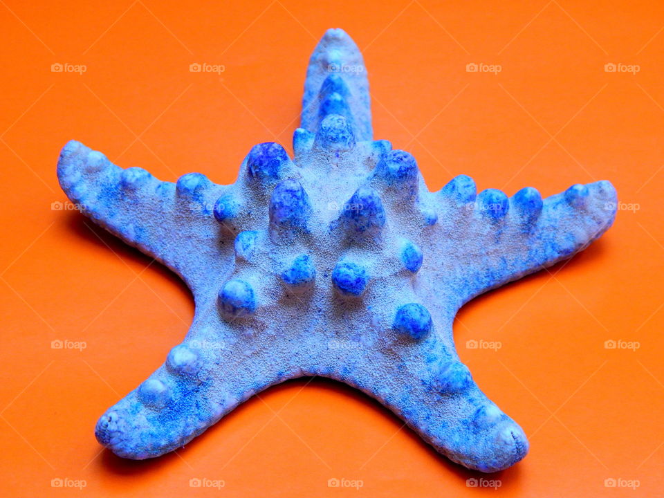 Blue starfish on the orange background