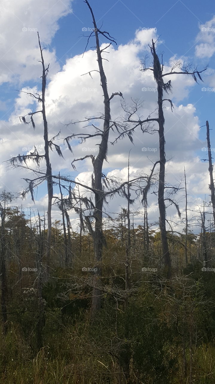 swamp trees