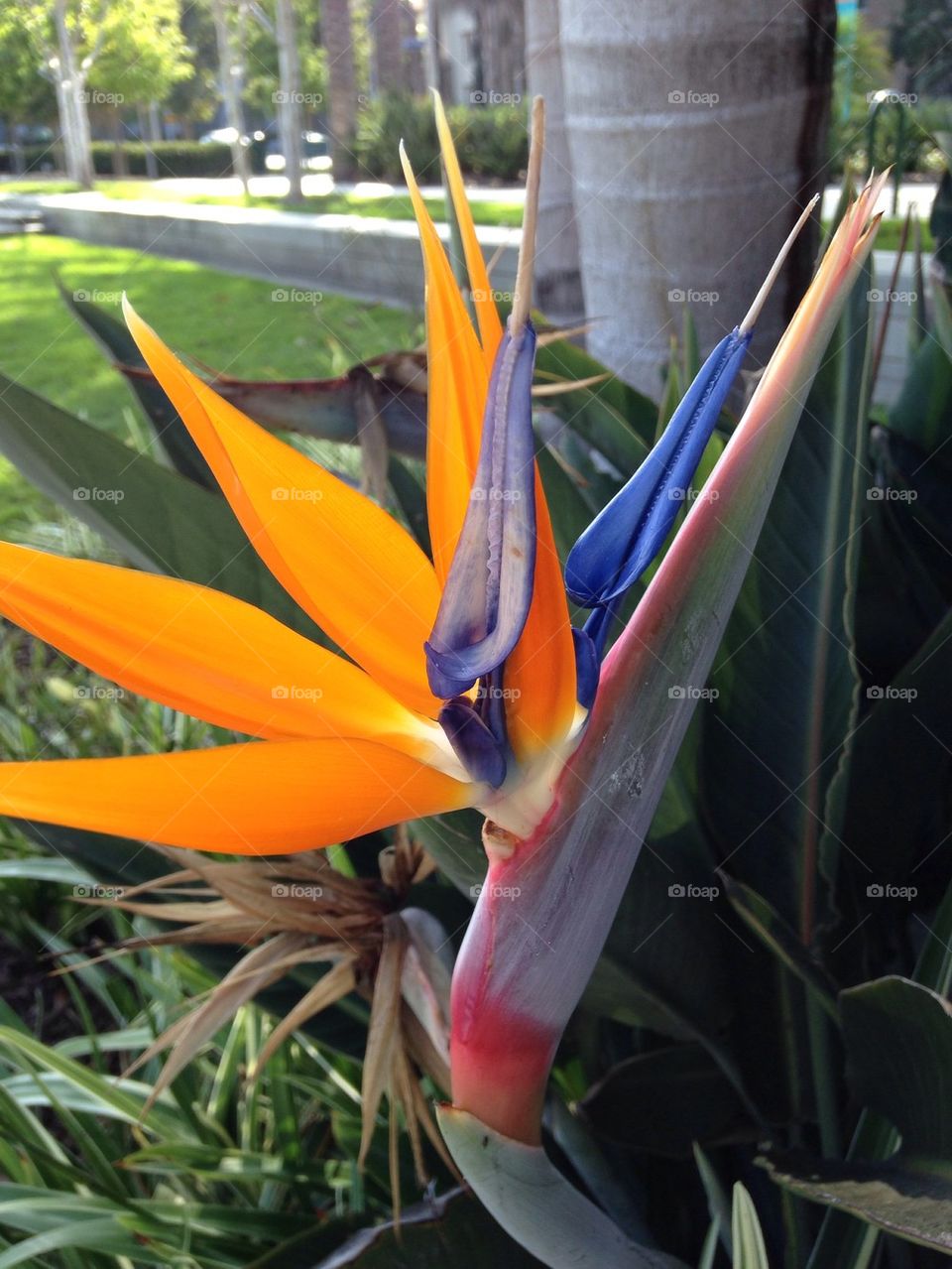 Flower bird of paradise 