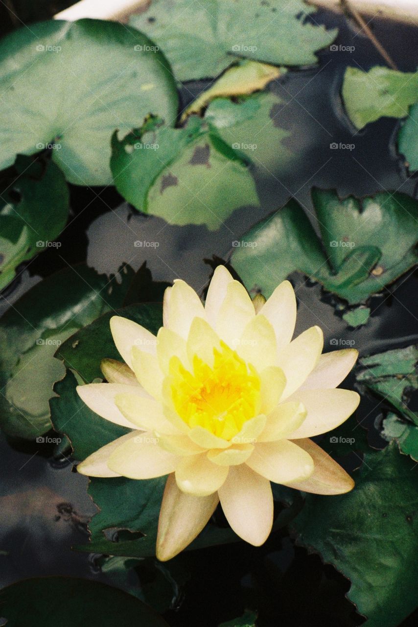lotus