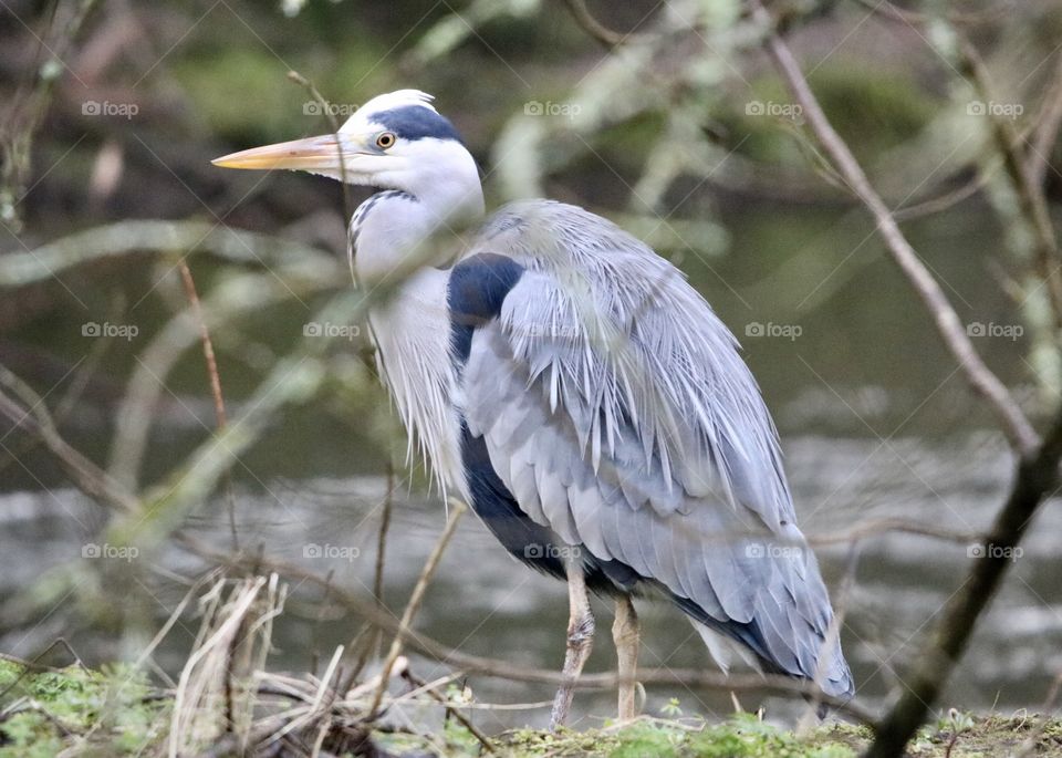 Gray heron