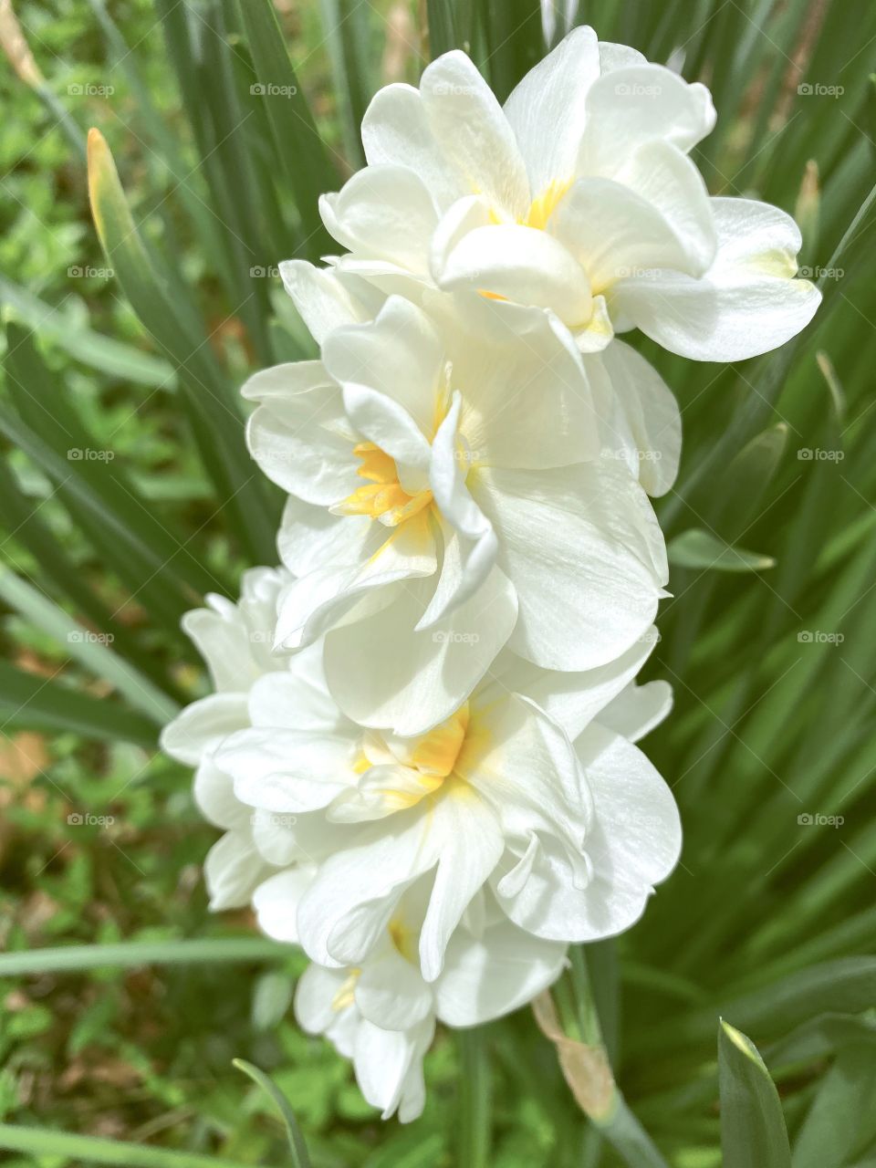 Narcissus flowers 