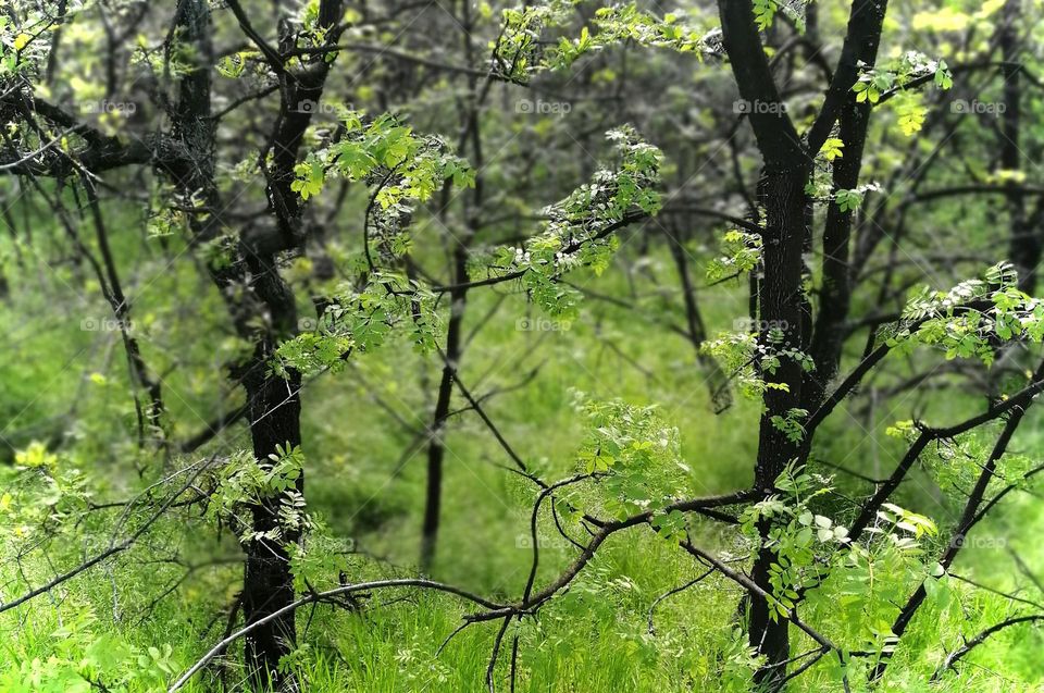 Plants, Mobile photography