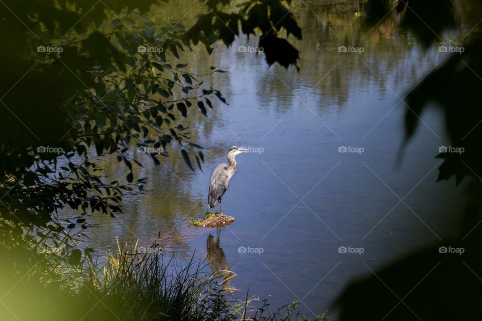Heron