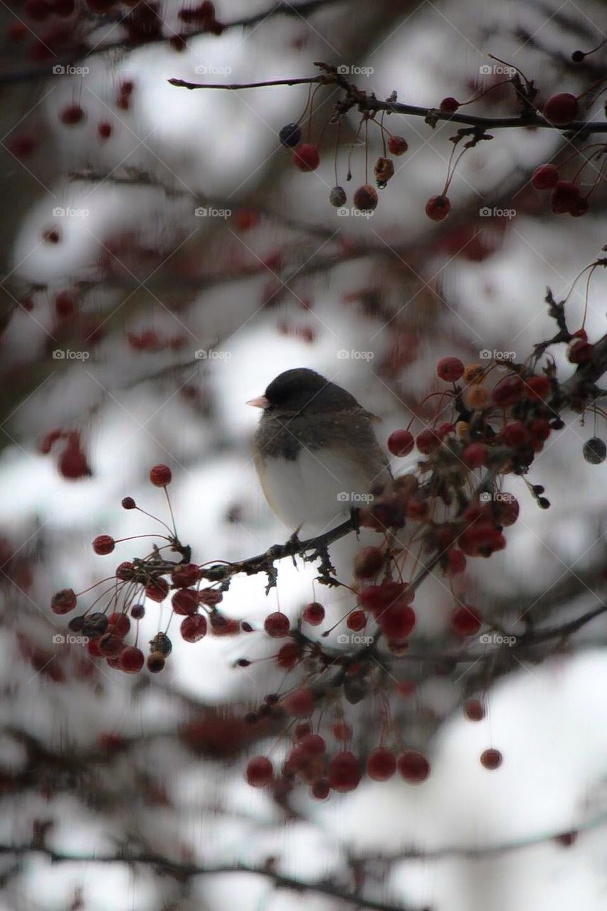Junco resting in a Crabtree 