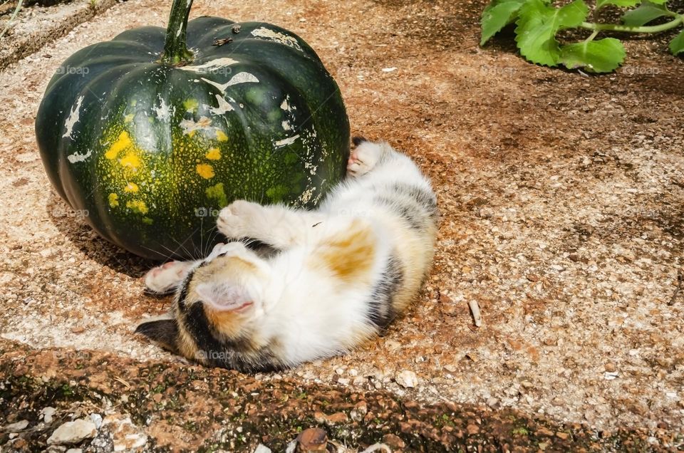 Playful Kitten Beside A Pumpkin