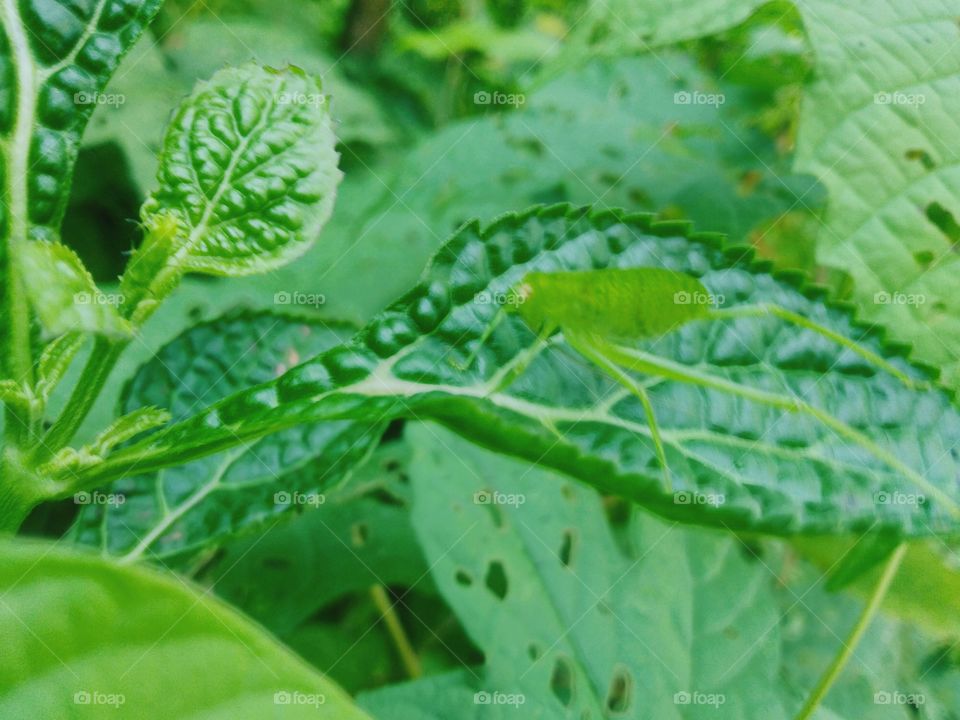 This insect is almost like a leaf