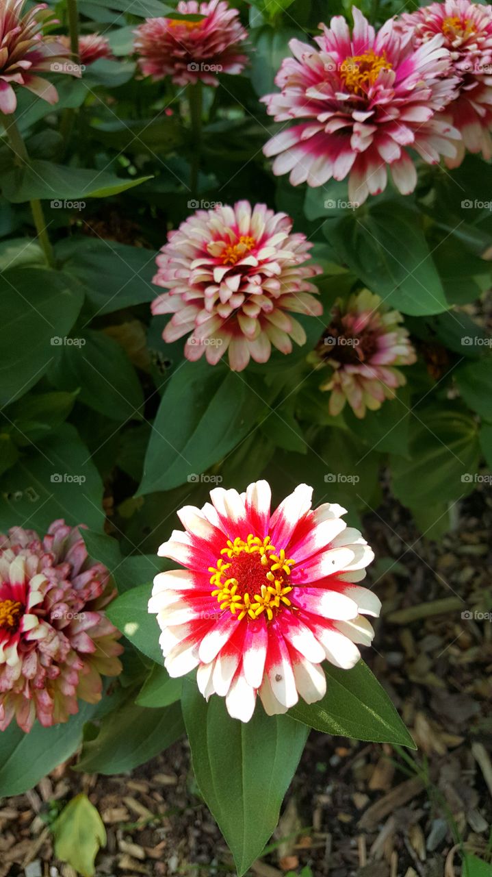 A lone zinnia finds the sunlight