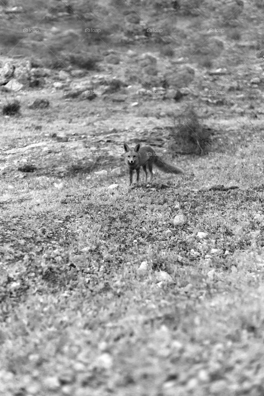 fox blackandwhite
