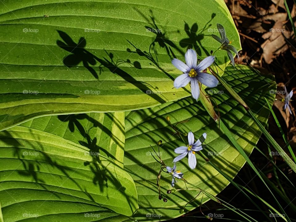 Blue flowers