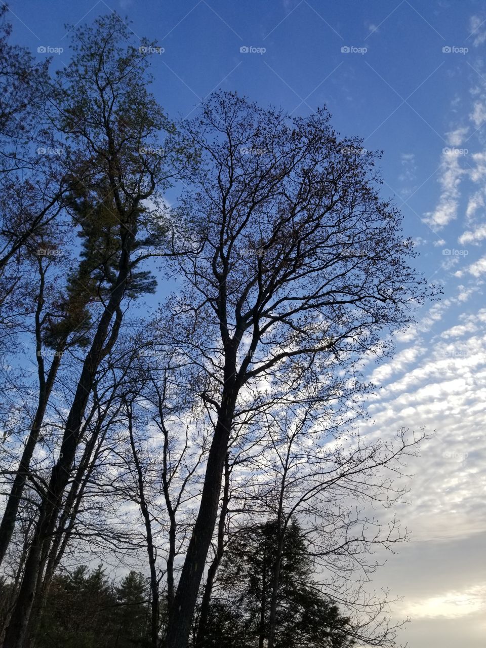 treed and sky