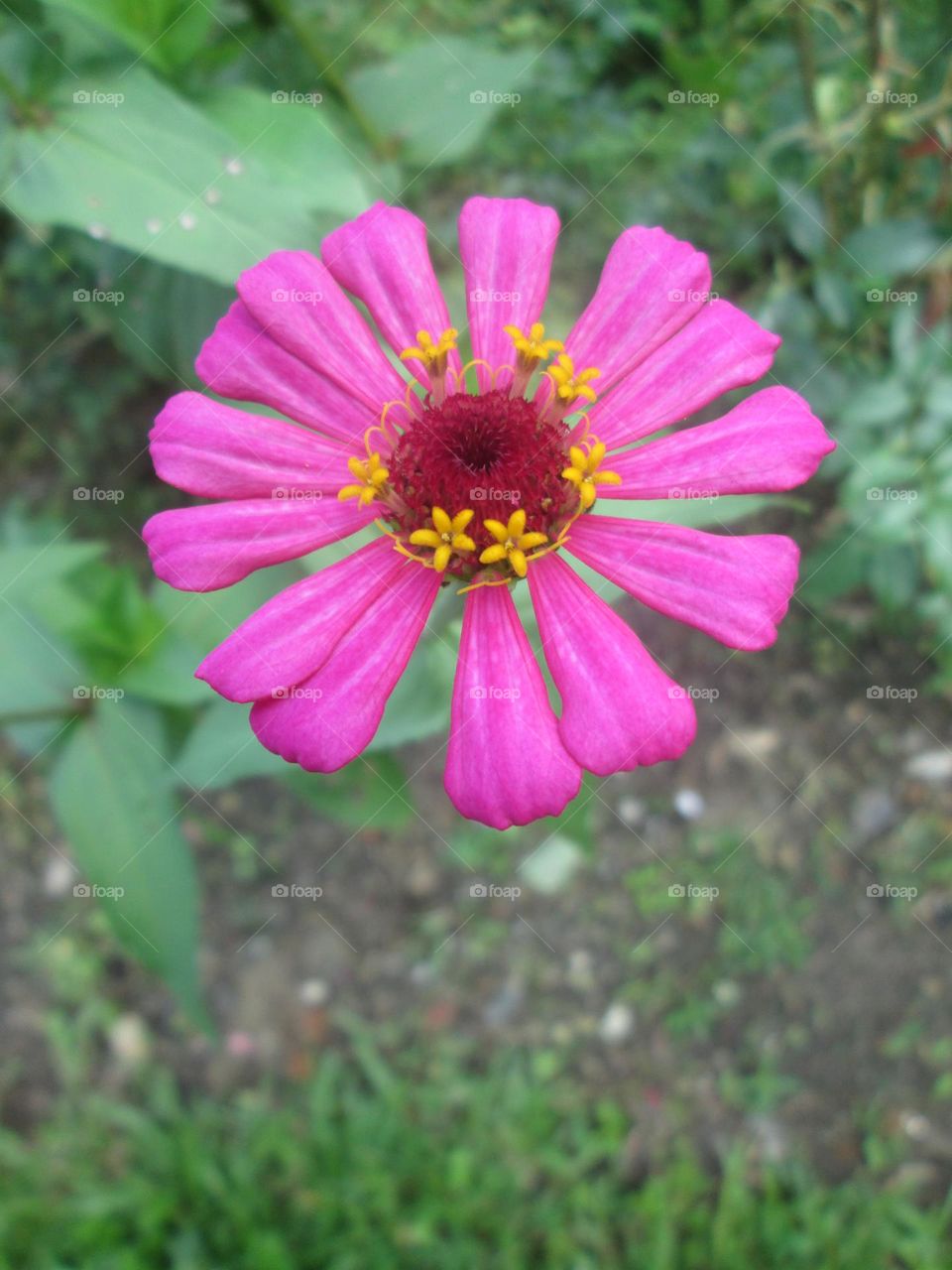 siniyas flower