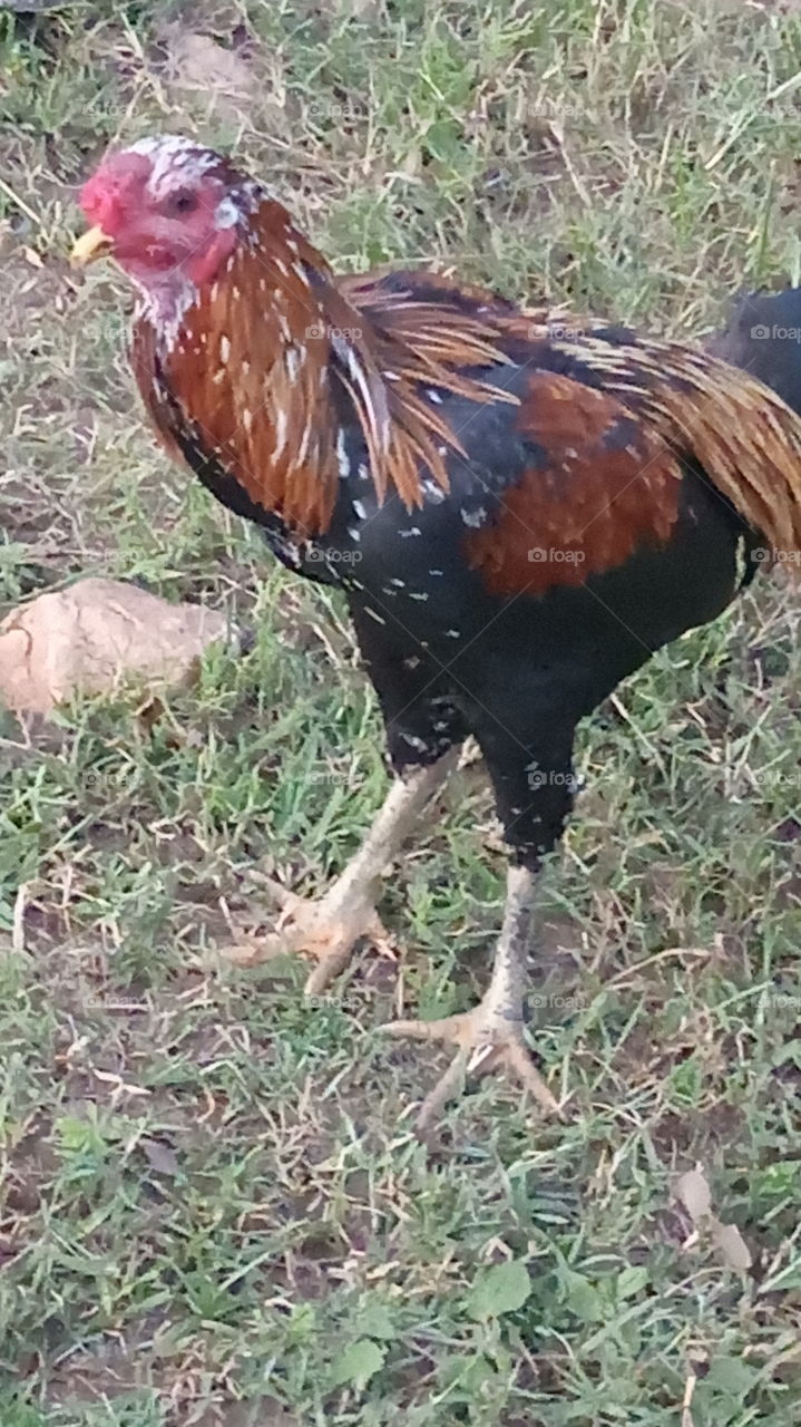 This is very very beauty and different color