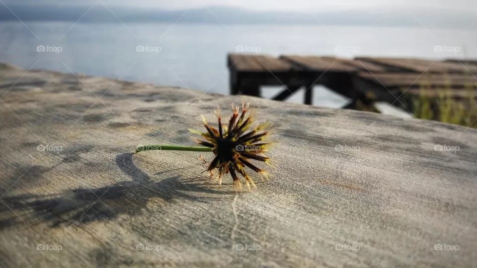 Seeds 2