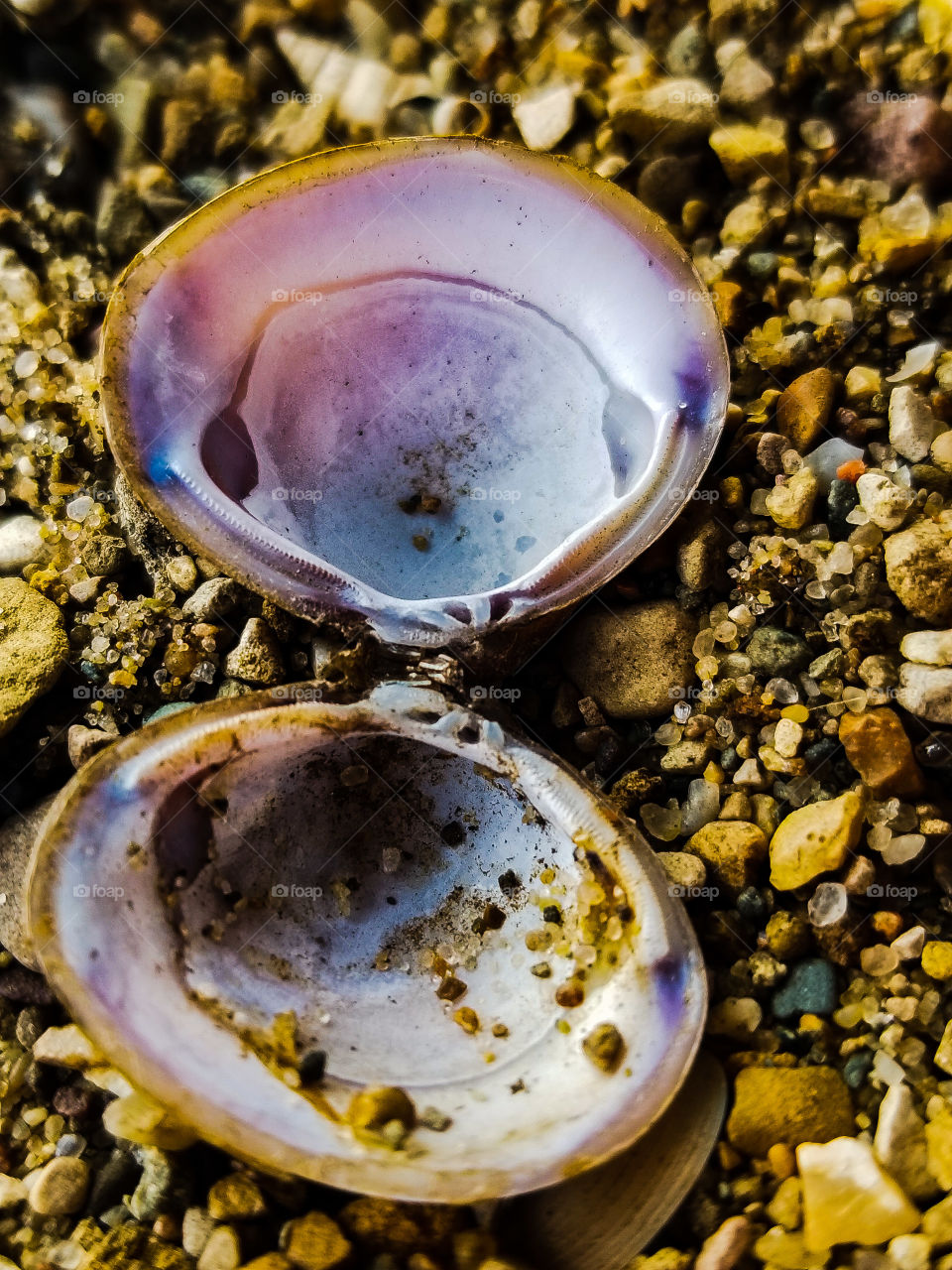 up close sea shell