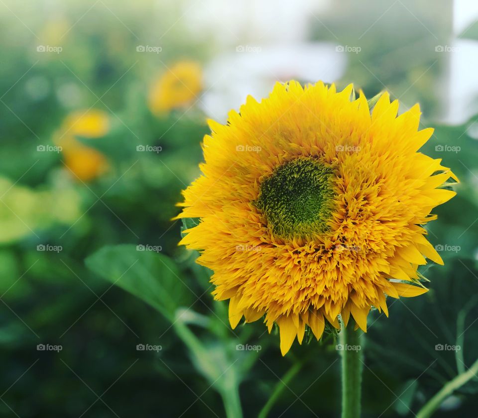 Sunflowers 