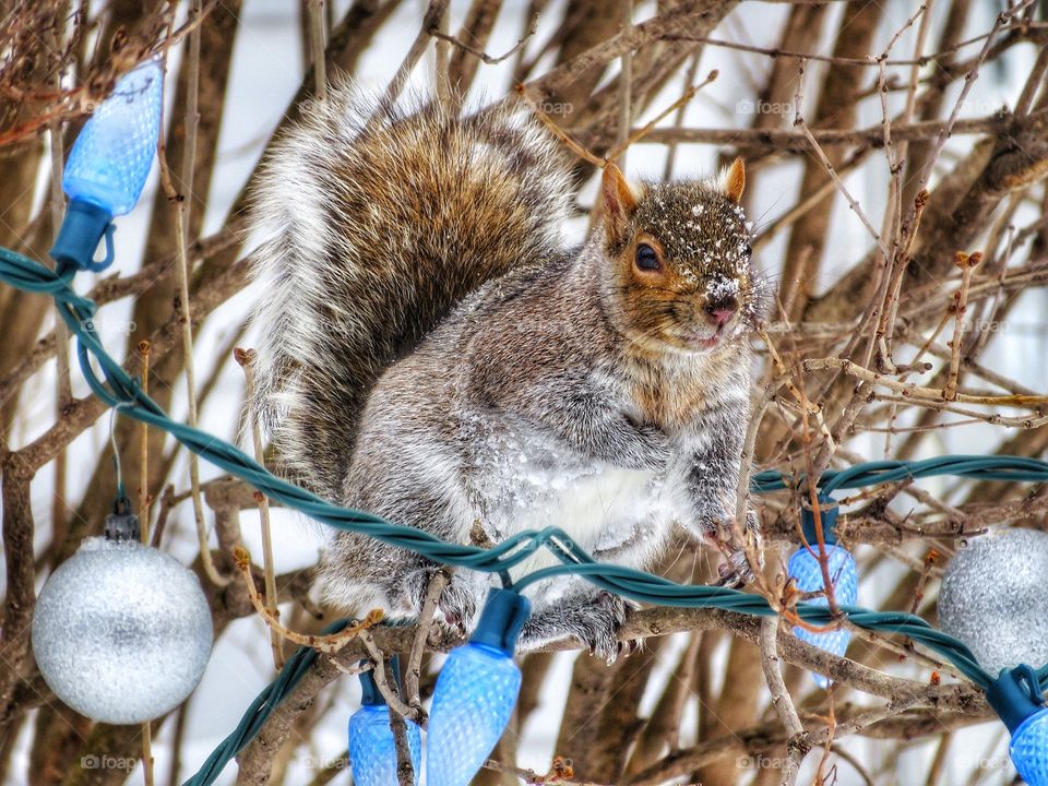 Squirrel Winter