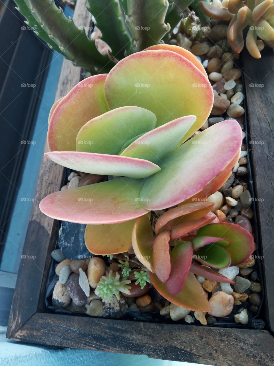 tropical leaf of life