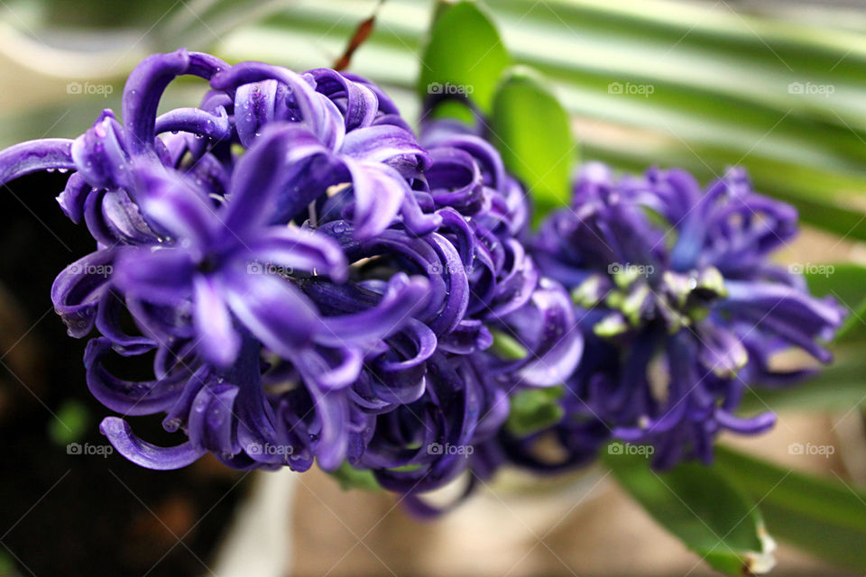 Purple Hyacinth