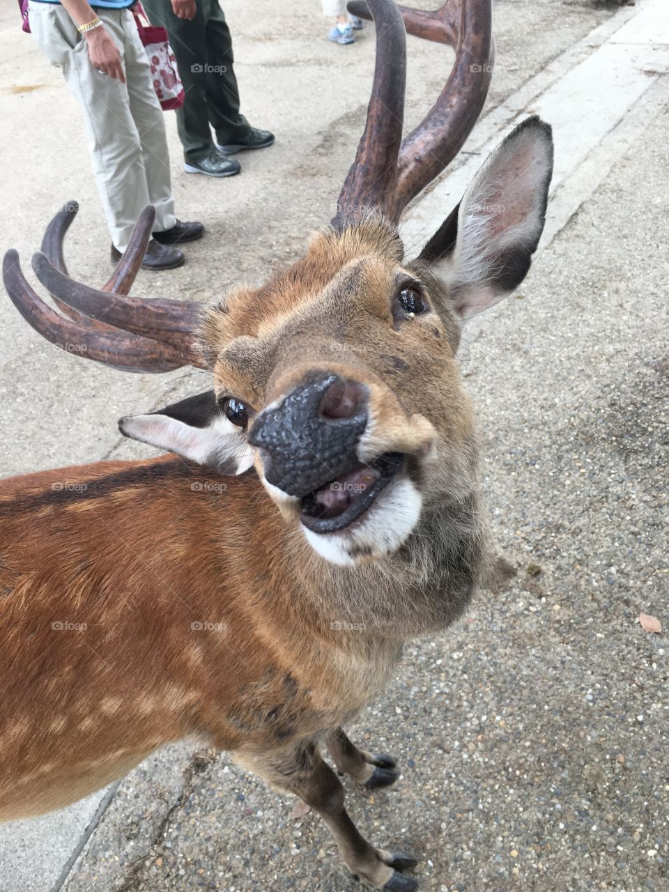 Funny deer face.