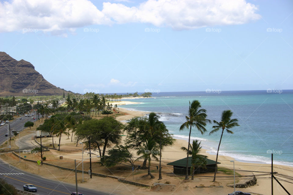 beach palmtree hawaii by lone