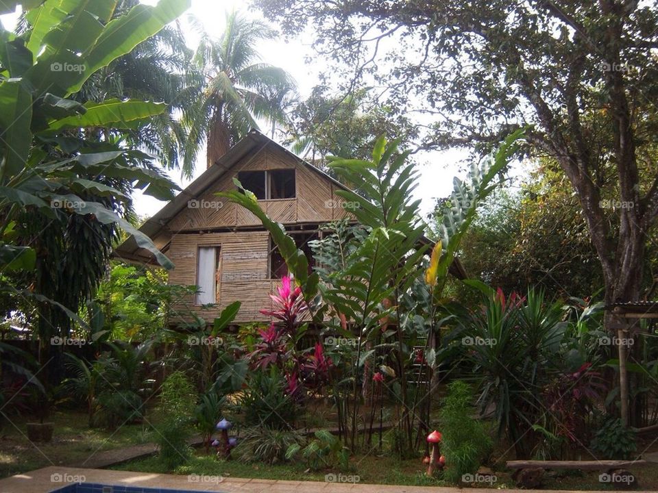 Jungle House