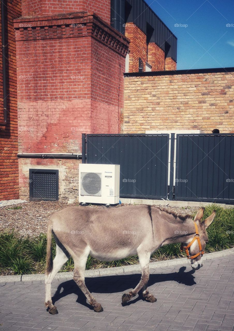 Donkey on a walk