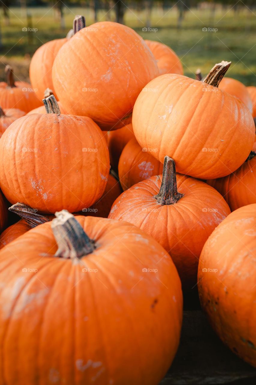 Halloween pumpkins 