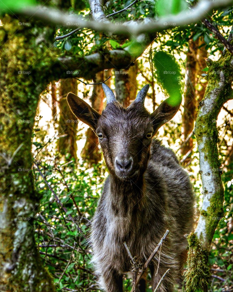wild Goat in Scotland