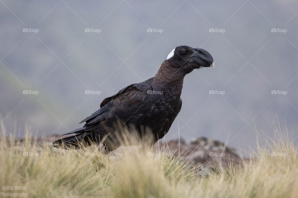 Thick billed Raven 