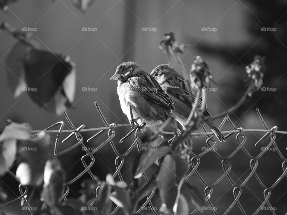 Sparrows have sunbathing