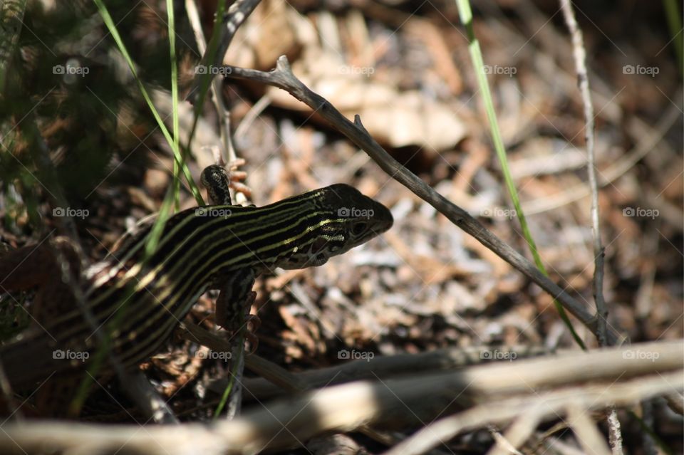 Whiptail lizard at Cleburne State Park